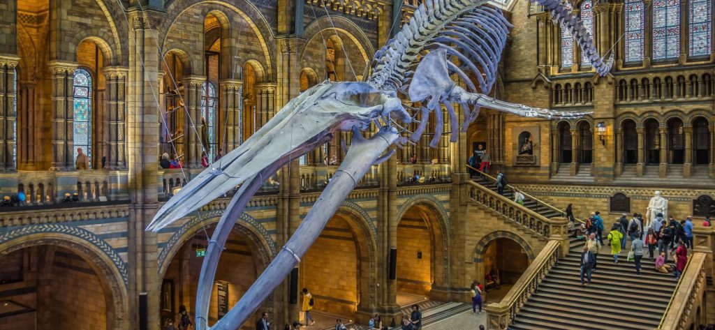 Natural History Museum